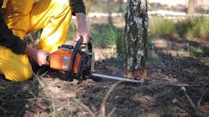 Trusted Greenbriar, FL  Tree Services Experts