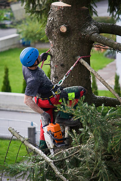 How Our Tree Care Process Works  in  Greenbriar, FL