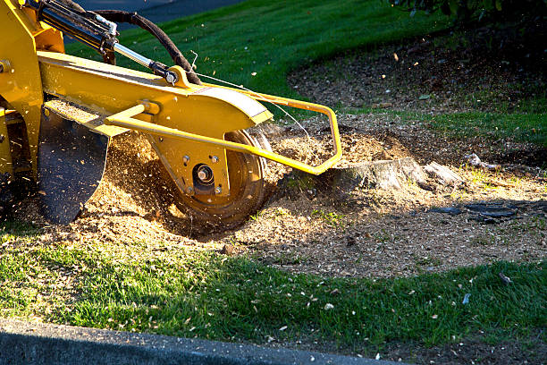 Best Palm Tree Trimming  in Greenbriar, FL