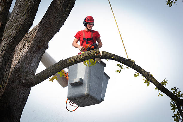 Best Fruit Tree Pruning  in Greenbriar, FL