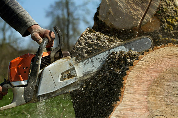 Best Tree Trimming and Pruning  in Greenbriar, FL